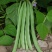 茂华小金豆四季芸豆角种子，丰产抗病，搭架豆角，无筋好吃