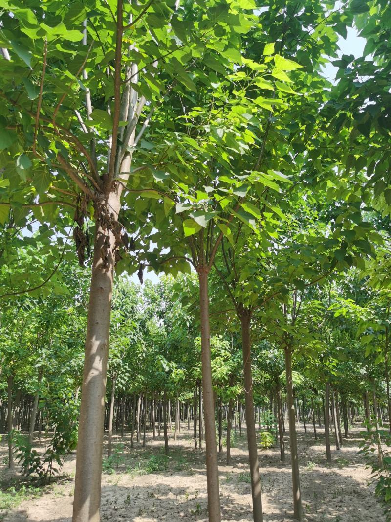 楸树供应各种规格秋树河南楸树基地～速生楸树苗子