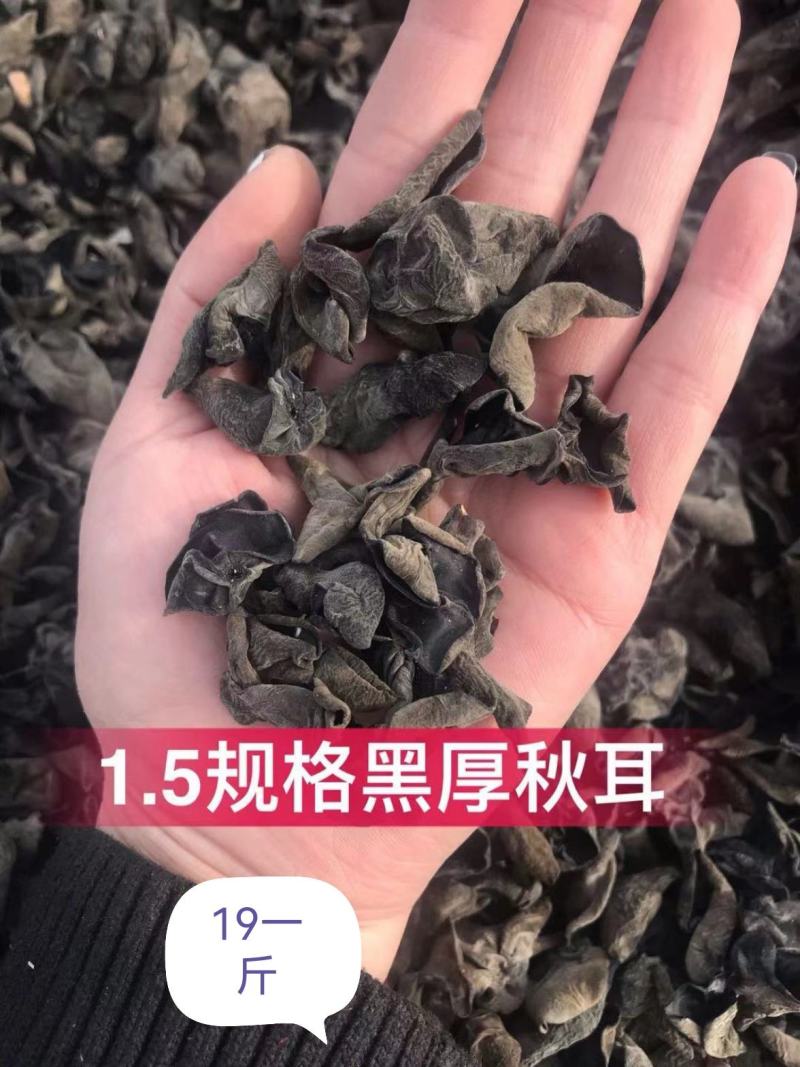 东北木耳批发木耳基地直发产地黑木耳碗儿秋木耳黑龙江货