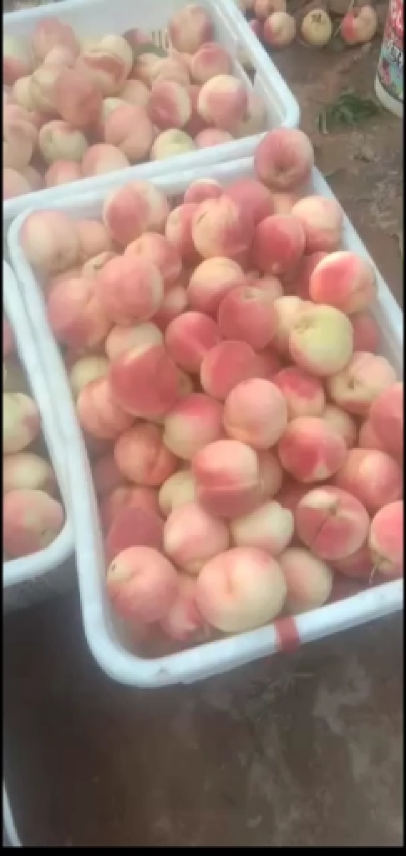 新中桃二十二