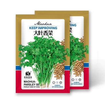 大叶香菜种子植株鲜嫩叶片大纤维少抗热耐抽薹