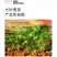大叶香菜种子植株鲜嫩叶片大纤维少抗热耐抽薹