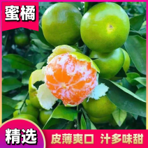 【精品】四川特早蜜橘大量上市！电商社区市场大量有货！