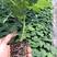 【木瓜苗】水果木瓜组培苗规格8-20厘米优质木瓜种苗