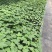 【木瓜苗】水果木瓜组培苗规格8-20厘米优质木瓜种苗
