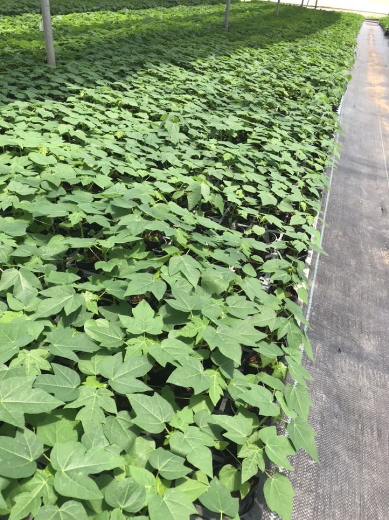 【木瓜苗】水果木瓜组培苗规格8-20厘米优质木瓜种苗