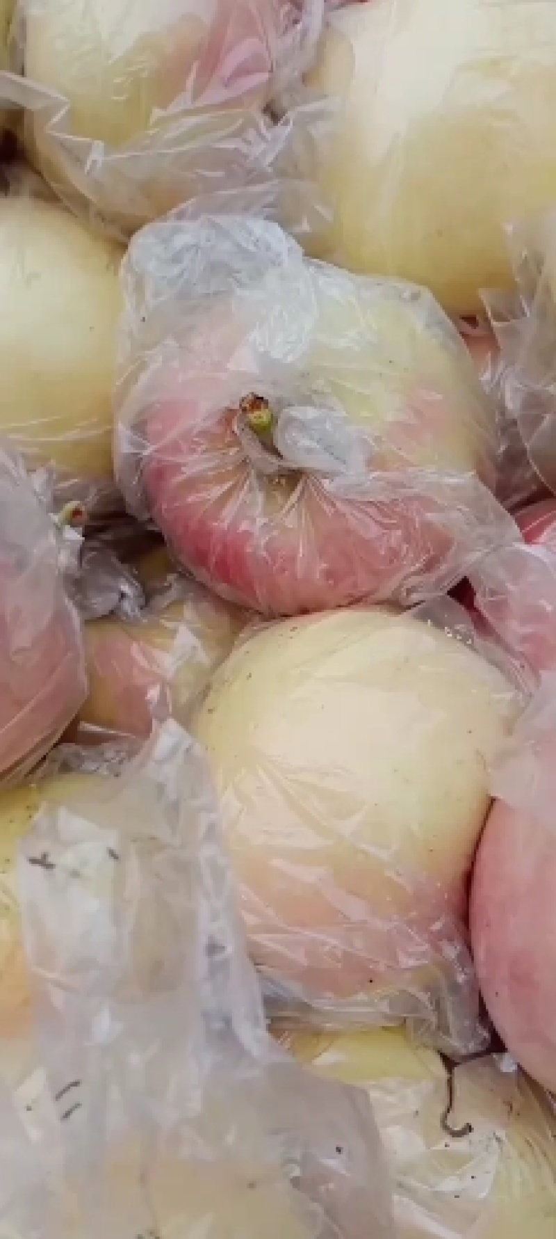 萍果