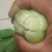 上海青精品油菜