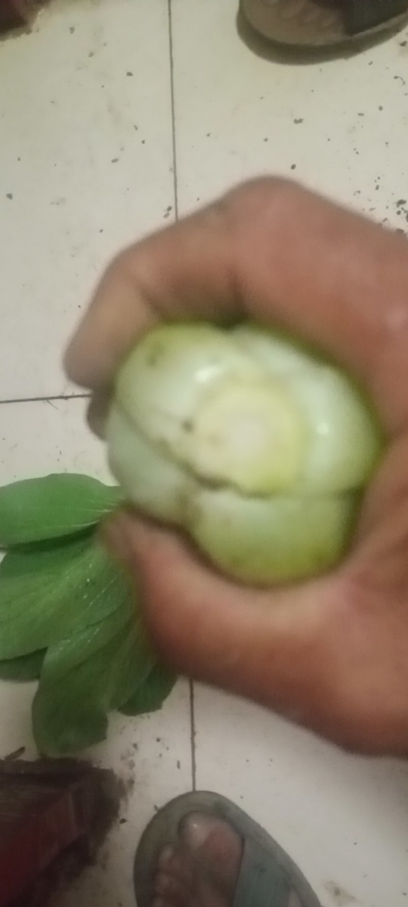 上海青精品油菜