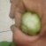 上海青精品油菜