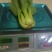 上海青精品油菜