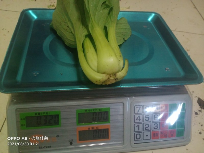 上海青精品油菜