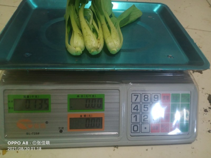 上海青精品油菜