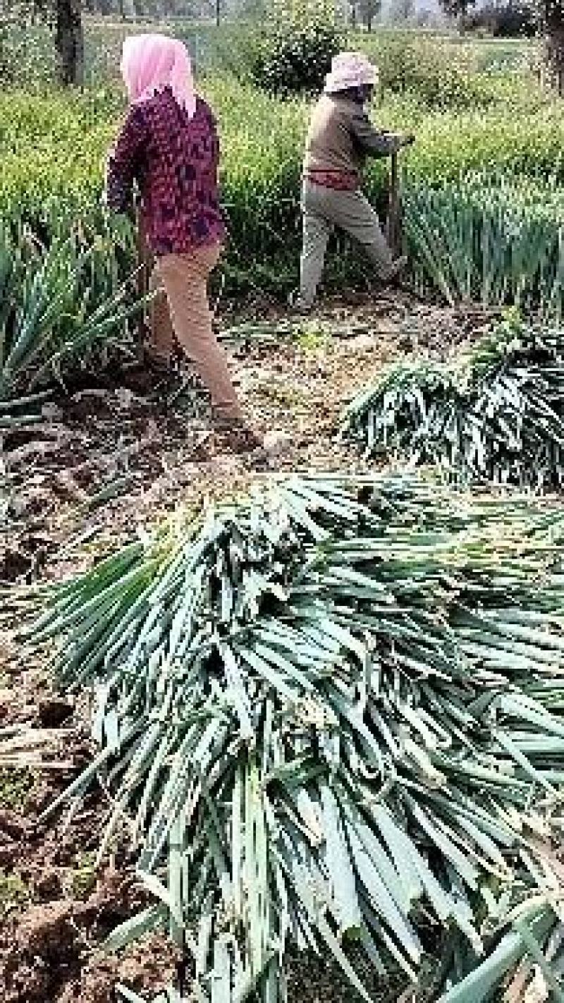 大葱