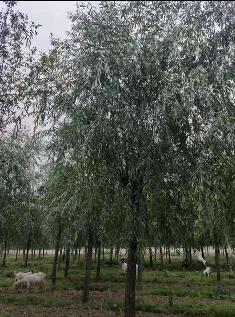 黄柳6-11公分，自家苗圃一手货源，品质高价格低