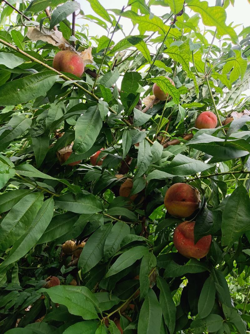 临邑县永莲蜜桃，大量上市了，颜色好，口感甜，耐运输