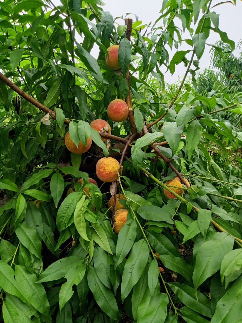 临邑县永莲蜜桃，大量上市了，颜色好，口感甜，耐运输