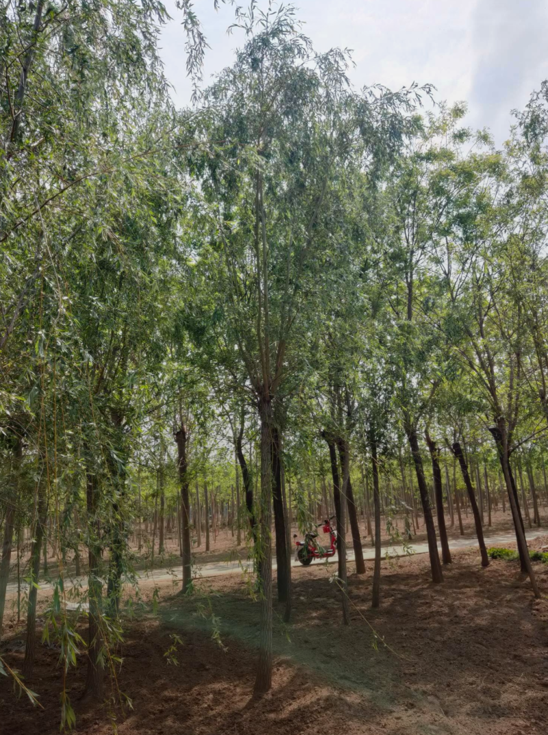 黄柳12-20公分，自家苗圃一手货源，品质好价格低