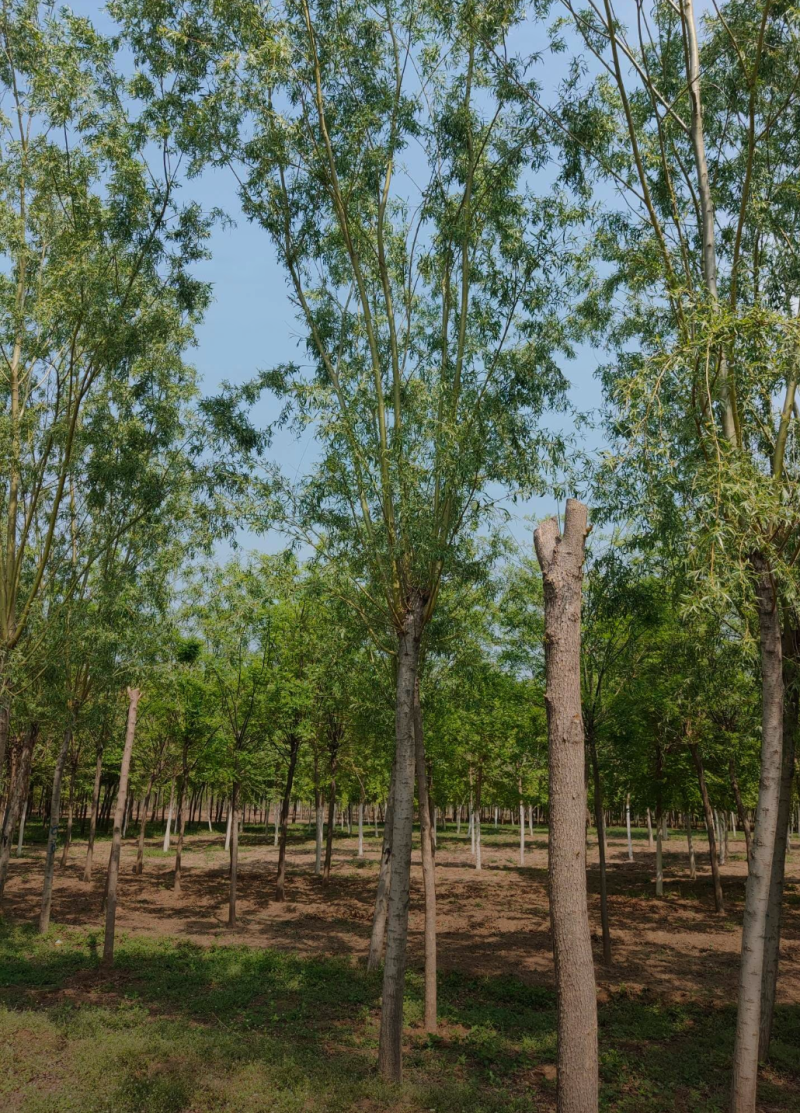 黄柳12-20公分，自家苗圃一手货源，品质好价格低