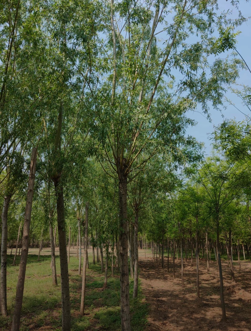 黄柳12-20公分，自家苗圃一手货源，品质好价格低