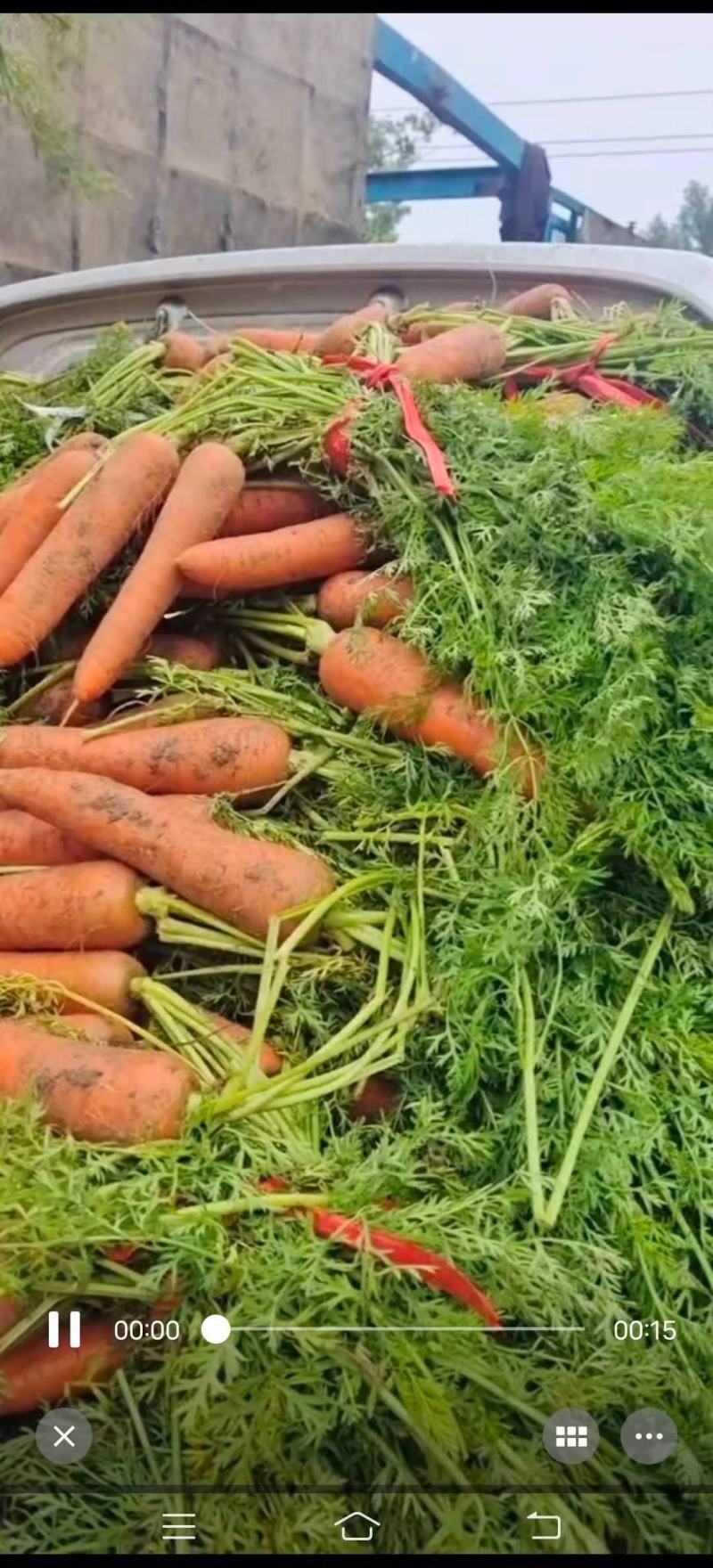 红萝卜大量供应新鲜货品质量好，欢迎新老客户选购。