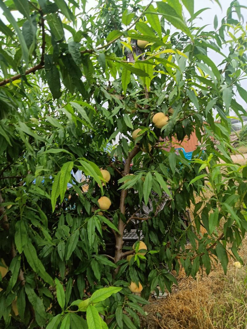 临邑县永莲蜜桃，大量上市了，颜色好，口感甜，耐运输