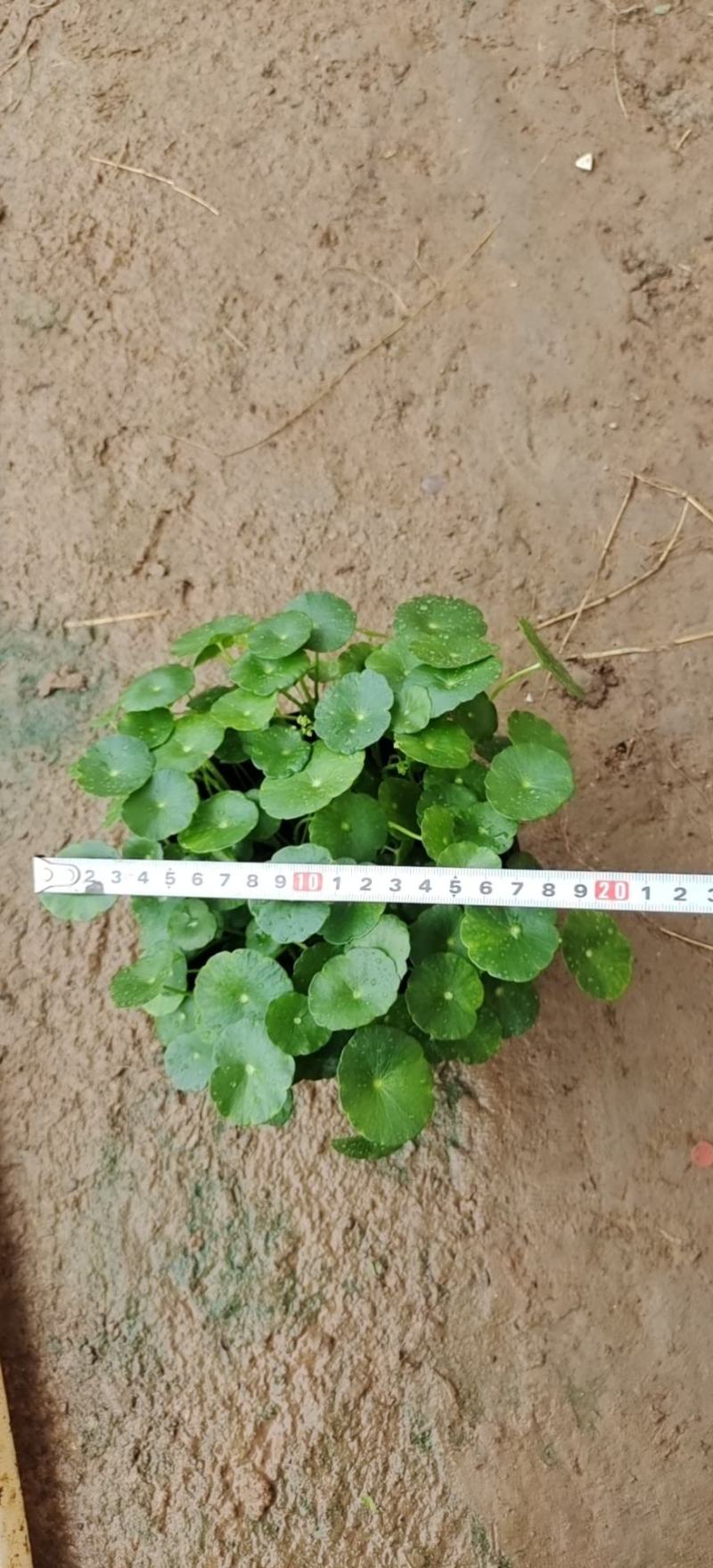 铜钱草可地栽可水培易成活根可以自己繁殖