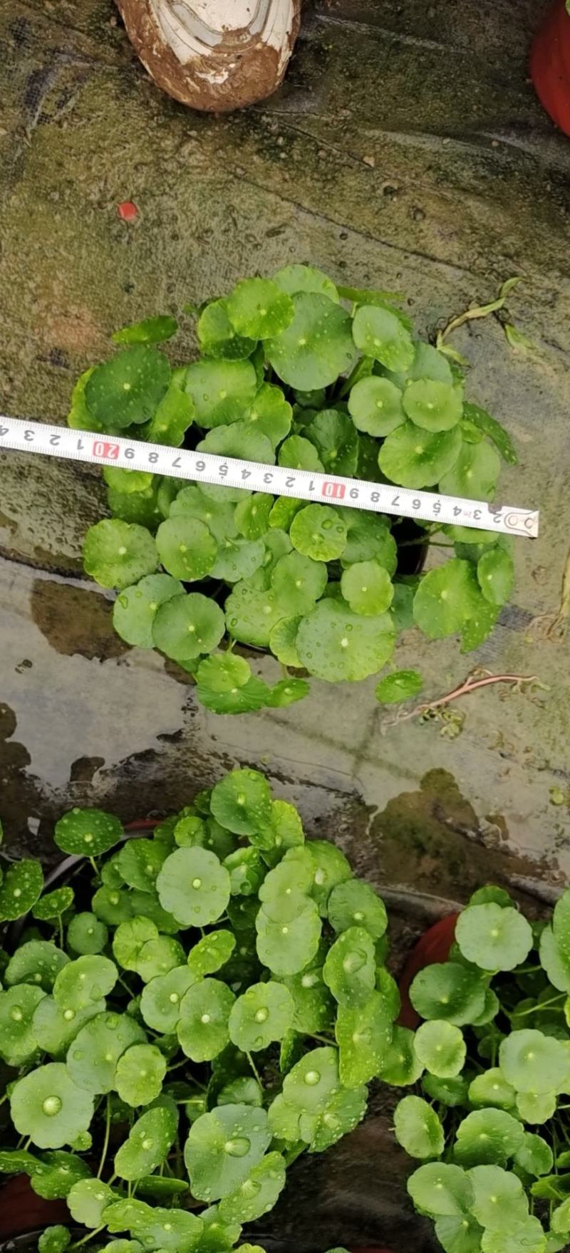 铜钱草可地栽可水培易成活根可以自己繁殖
