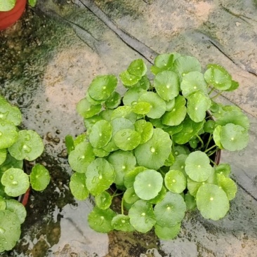 铜钱草可地栽可水培易成活根可以自己繁殖