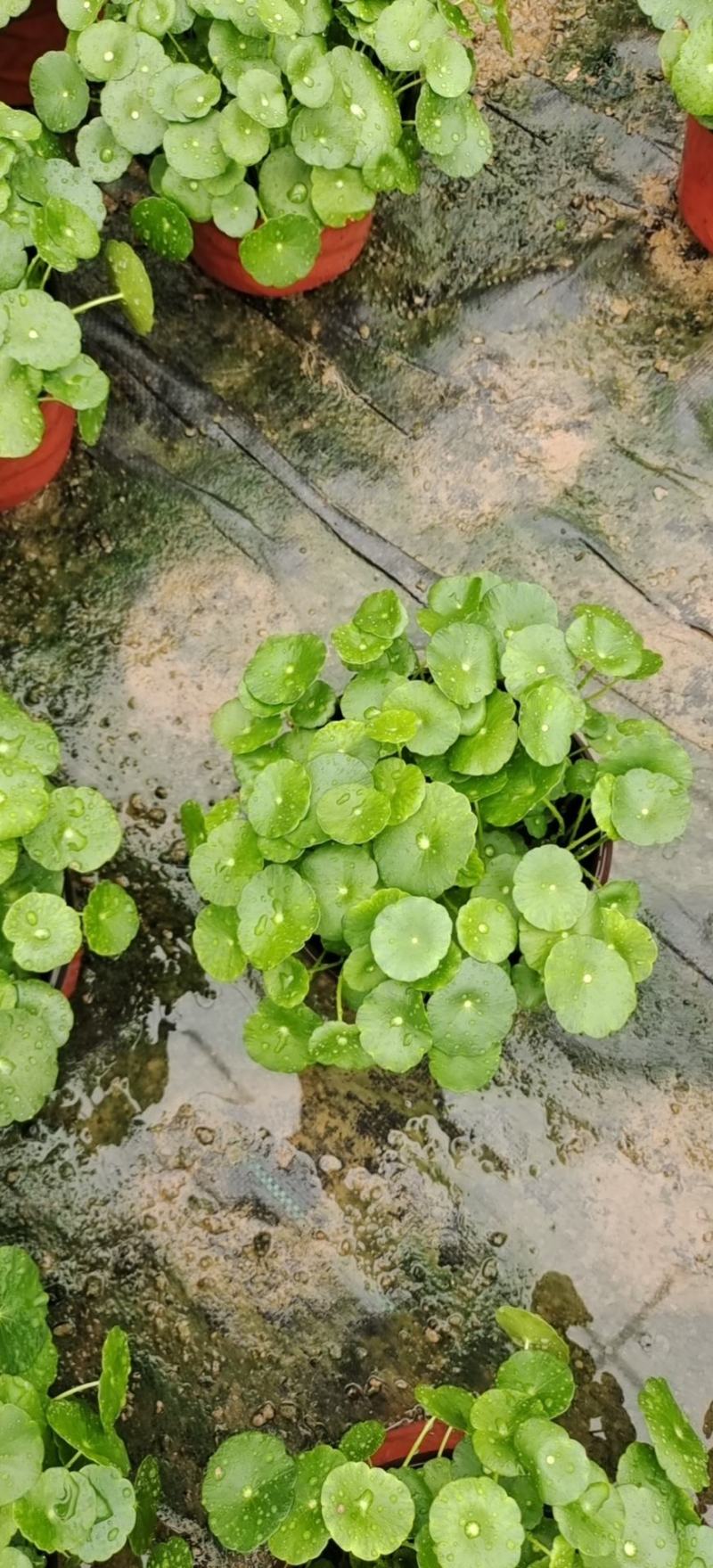 铜钱草可地栽可水培易成活根可以自己繁殖