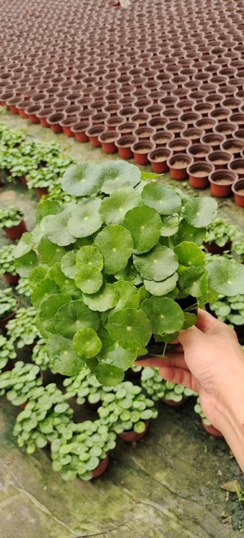 铜钱草可地栽可水培易成活根可以自己繁殖