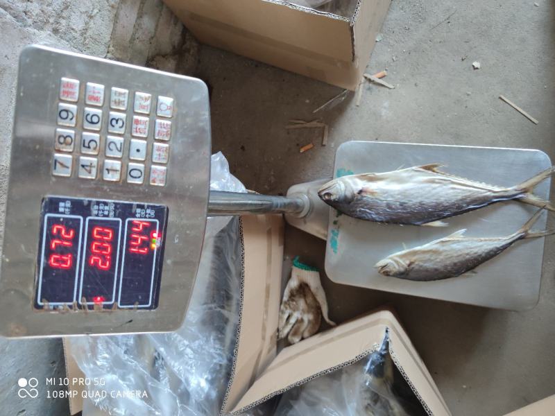北部湾鱼源头晒场马鲛鱼干大王长鱼干整条晒肉厚少无细刺
