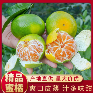 四川蜜橘大量上市，优质货源，电商社区市场大量有货