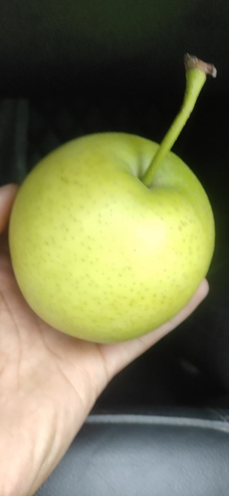 精品皇冠梨上市了