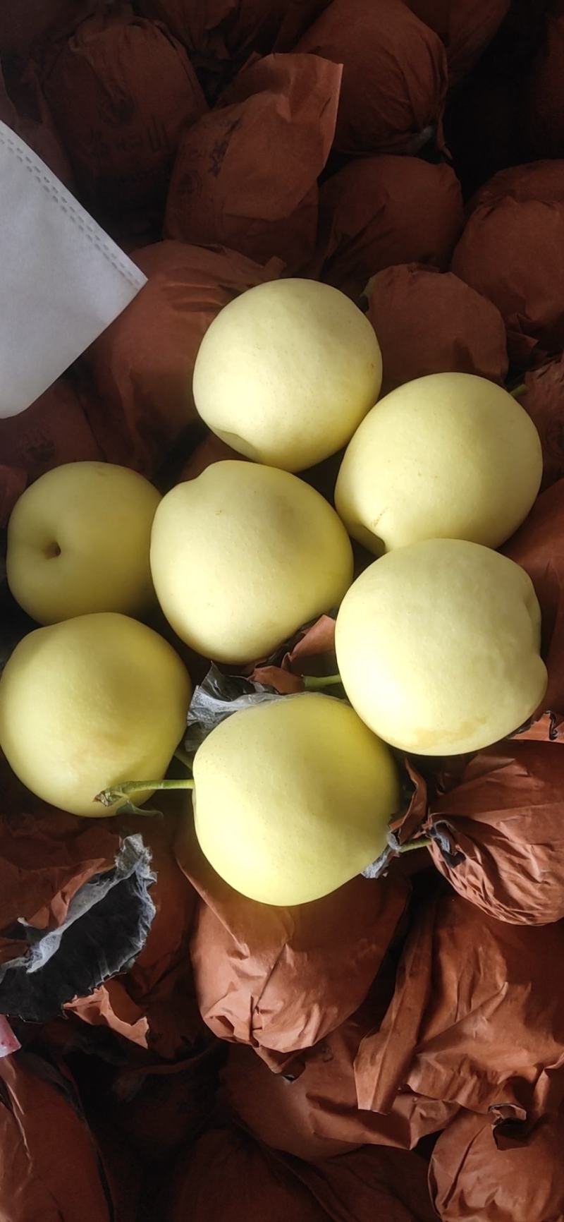 精品皇冠梨上市了