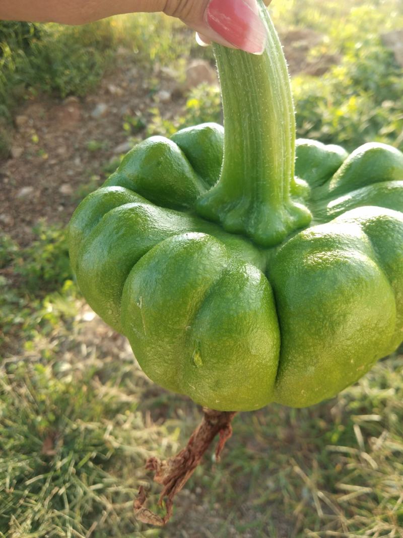 江柄瓜