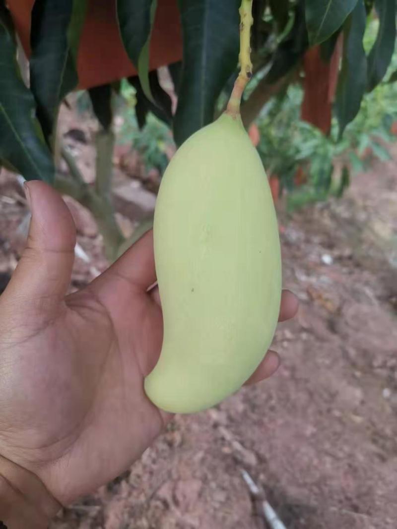 云南景东晚熟金象牙芒果。