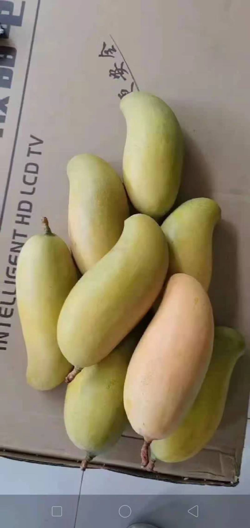 云南景东晚熟金象牙芒果。