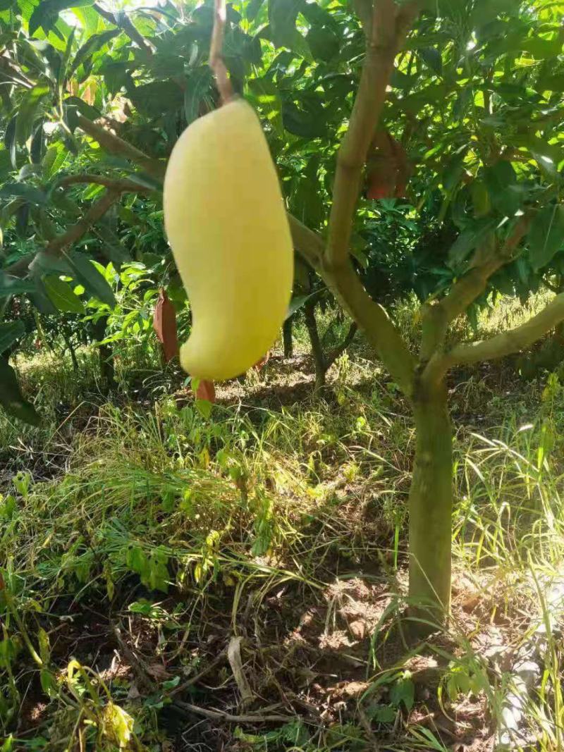 云南景东晚熟金象牙芒果。