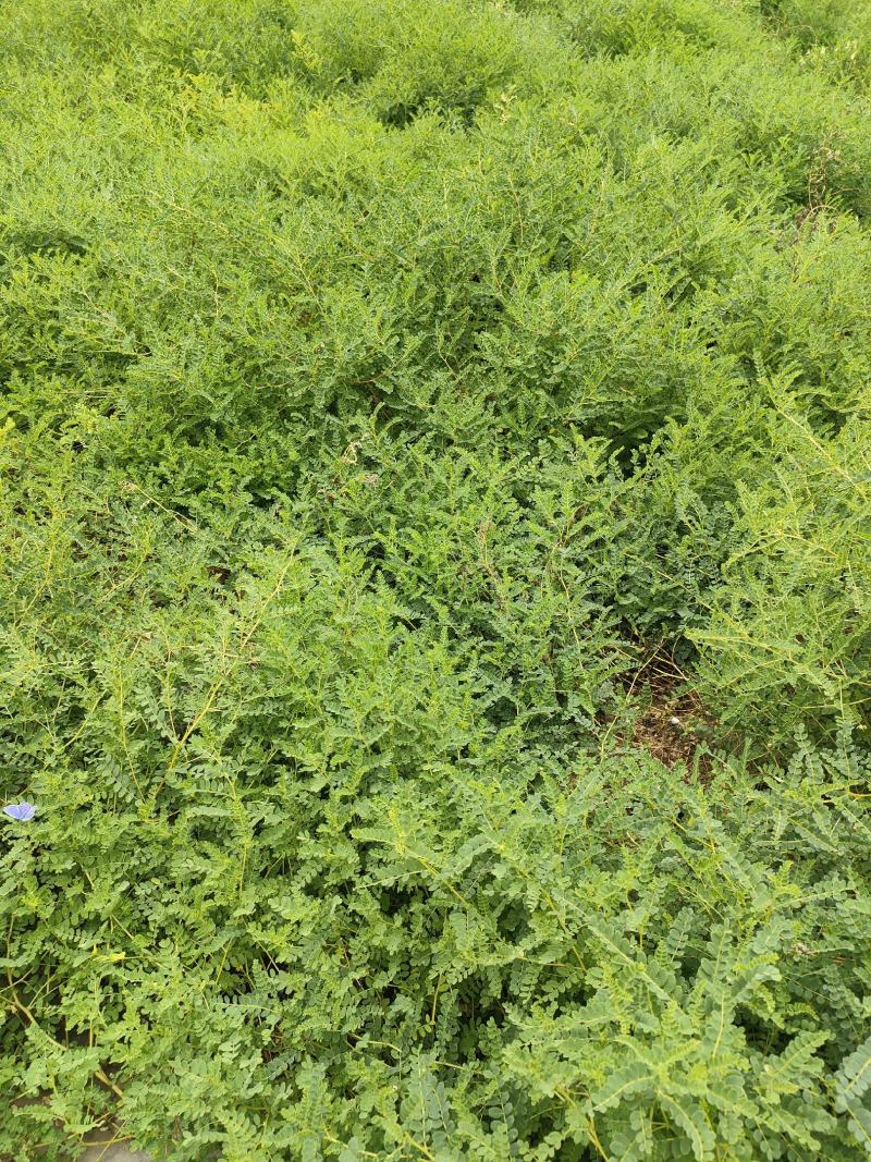 黄芪种子，当年收黄芪籽，人工采收，低杆黄芪，发芽率95%