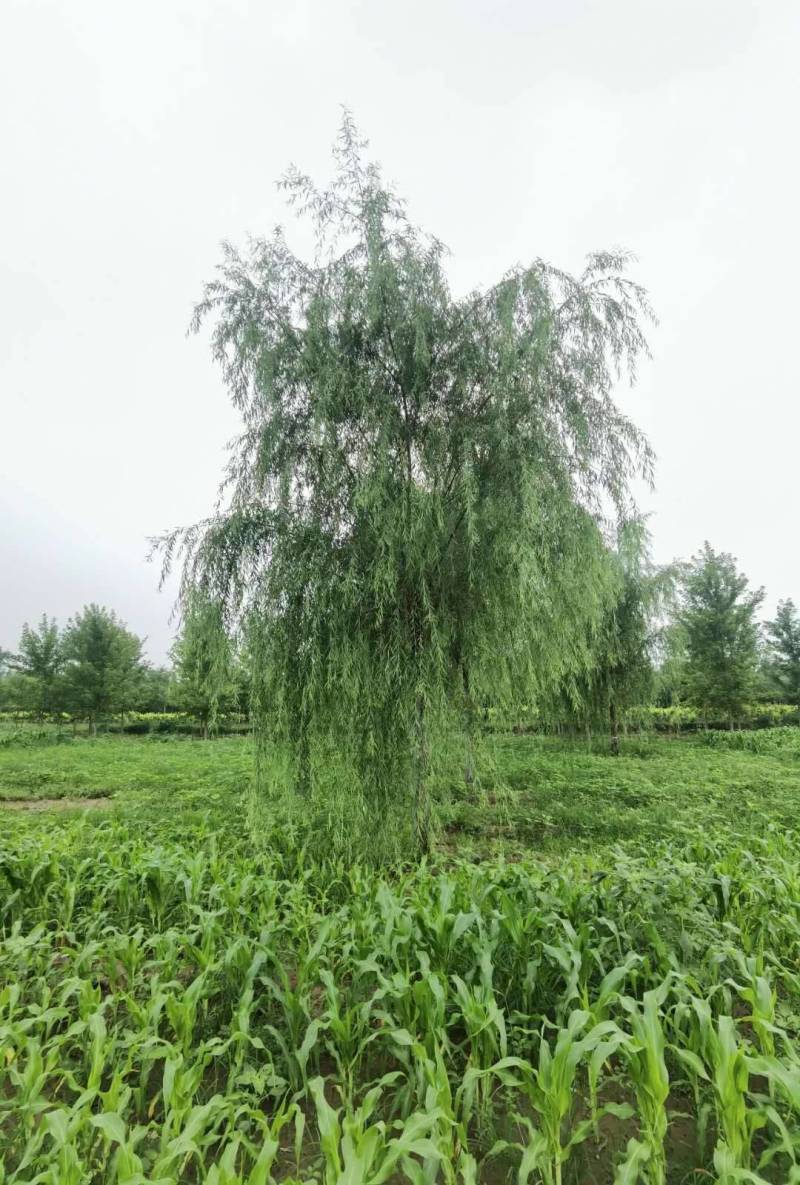 3-18公分精品垂柳大量销售中价格优惠质量好数量大