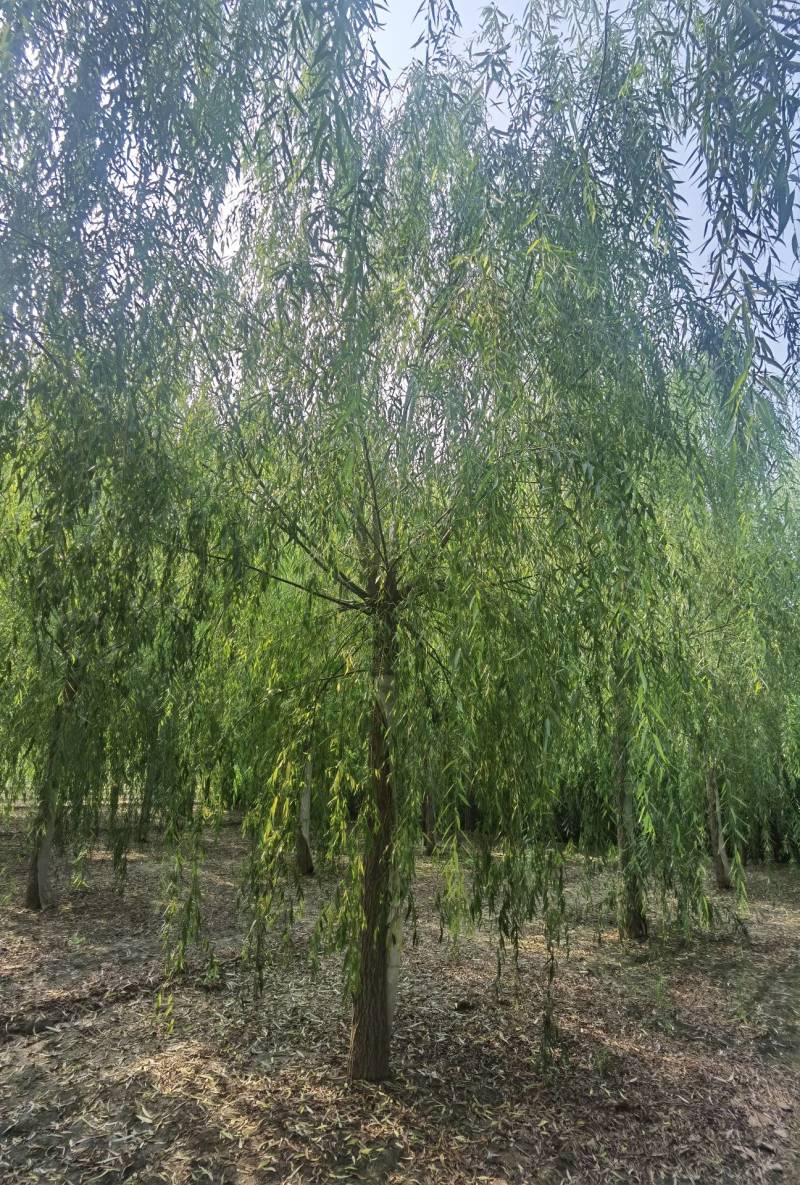 3-18公分精品垂柳大量销售中价格优惠质量好数量大