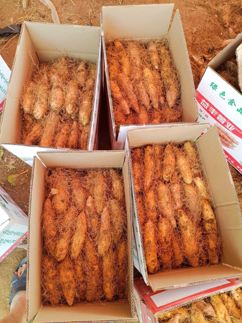湛江特产，新鲜毛薯