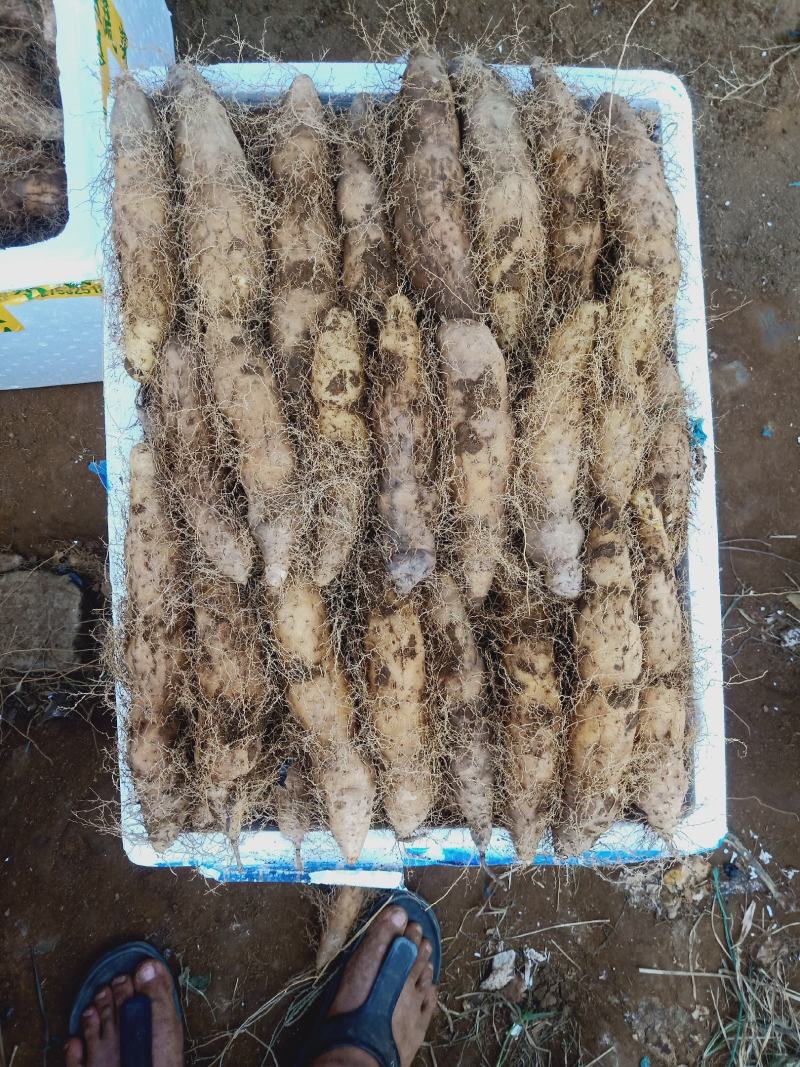 湛江特产，新鲜毛薯