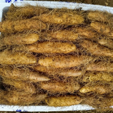 湛江特产，新鲜毛薯