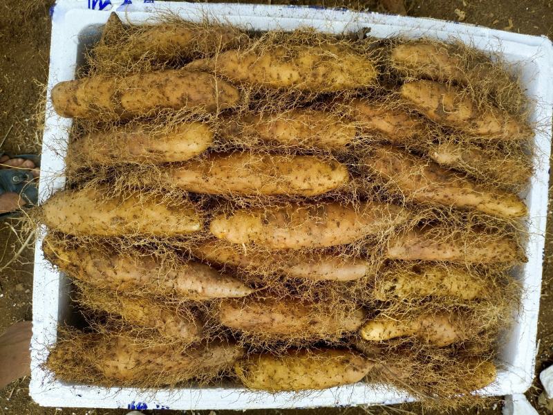 湛江特产，新鲜毛薯