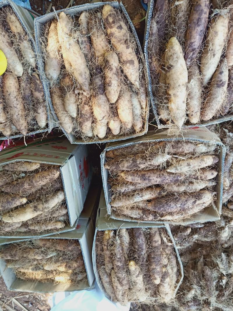 湛江特产，新鲜毛薯