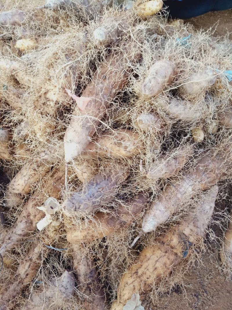 湛江特产，新鲜毛薯