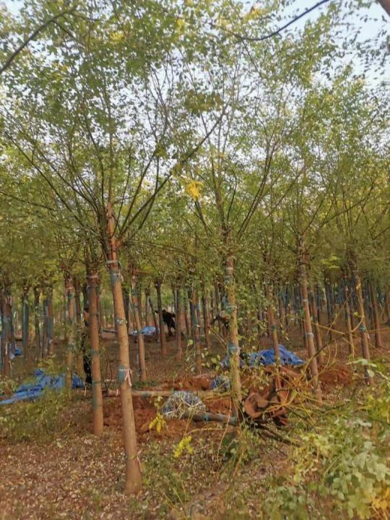 3-18公分金叶槐高接.矮大量销售中价格优惠质量好数量大