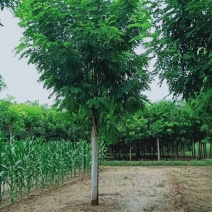 5-18公分香花槐嫁接苗.原生苗大量销售中价格优惠质量好